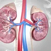 Kan nierschade herstellen? Nieuwe medicijnen bieden onverwachte hoop | Gezondnu