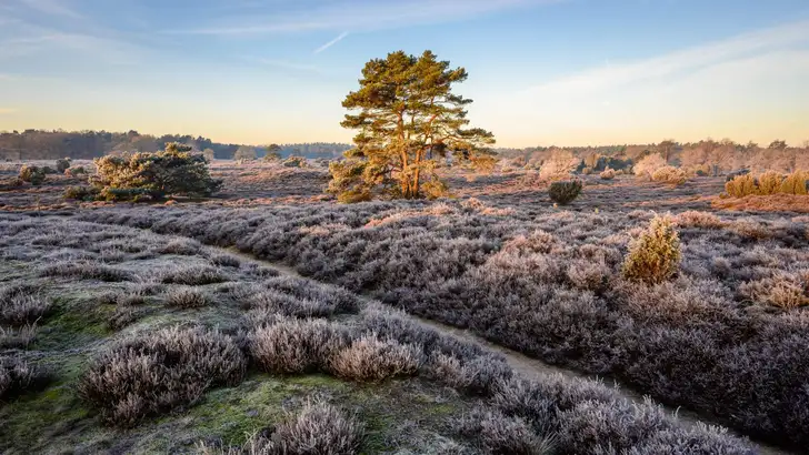 Dutch heathland landscape in winter season with pine tree and juniper in the rural province of Drenthe, The Netherlands.