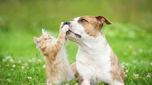 Onderzoekers leggen uit waarom katten beter ouder worden dan honden