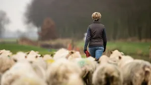 schapen hoeden