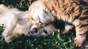 honden katten broers zussen