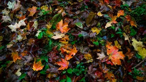 herfstbladeren