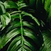 planten