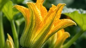Courgette bloemen