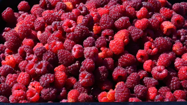 Voeding vol vezels: frambozen.