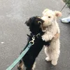 Deze puppy knuffelt met iedere hond die hij tegenkomt tijdens wandelingen