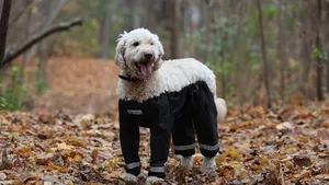 hond met een broek aan