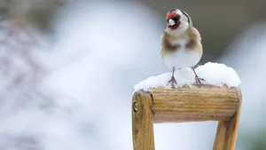 Goldfinch (Carduelis-carduelis)