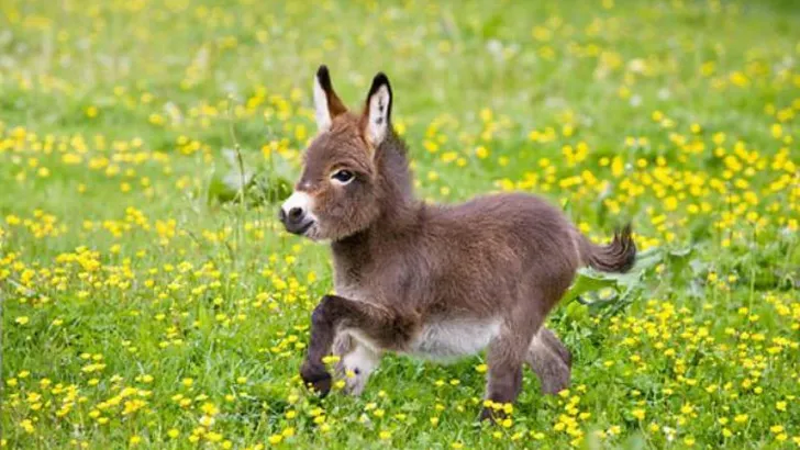 mini-ezeltjes