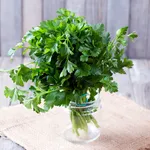 Fresh green parsley on the wooden table