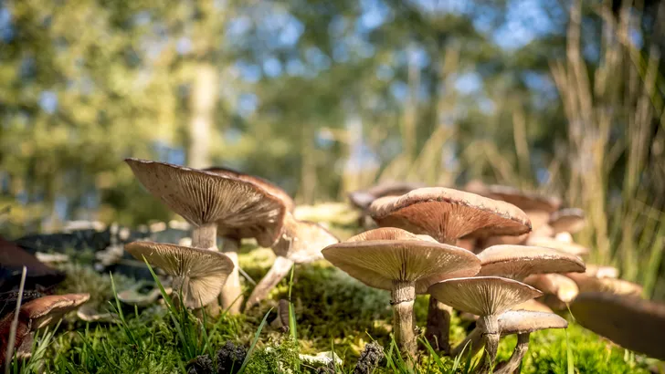 Drenthe