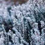 Winter heather background