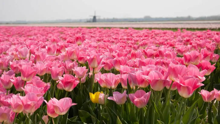 Tulpen