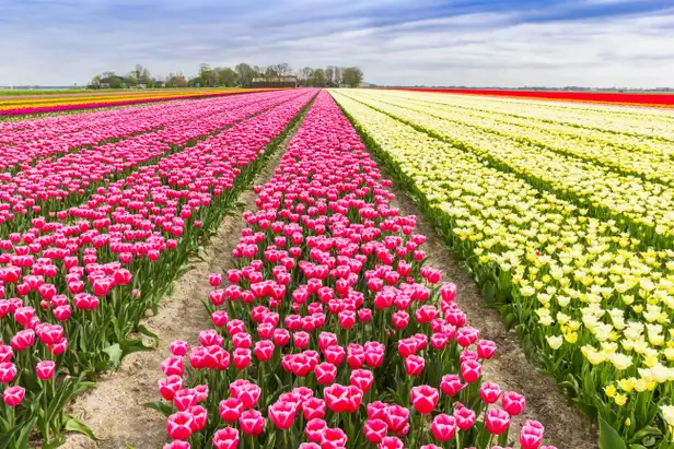 Tulpen in de Noordoostpolder