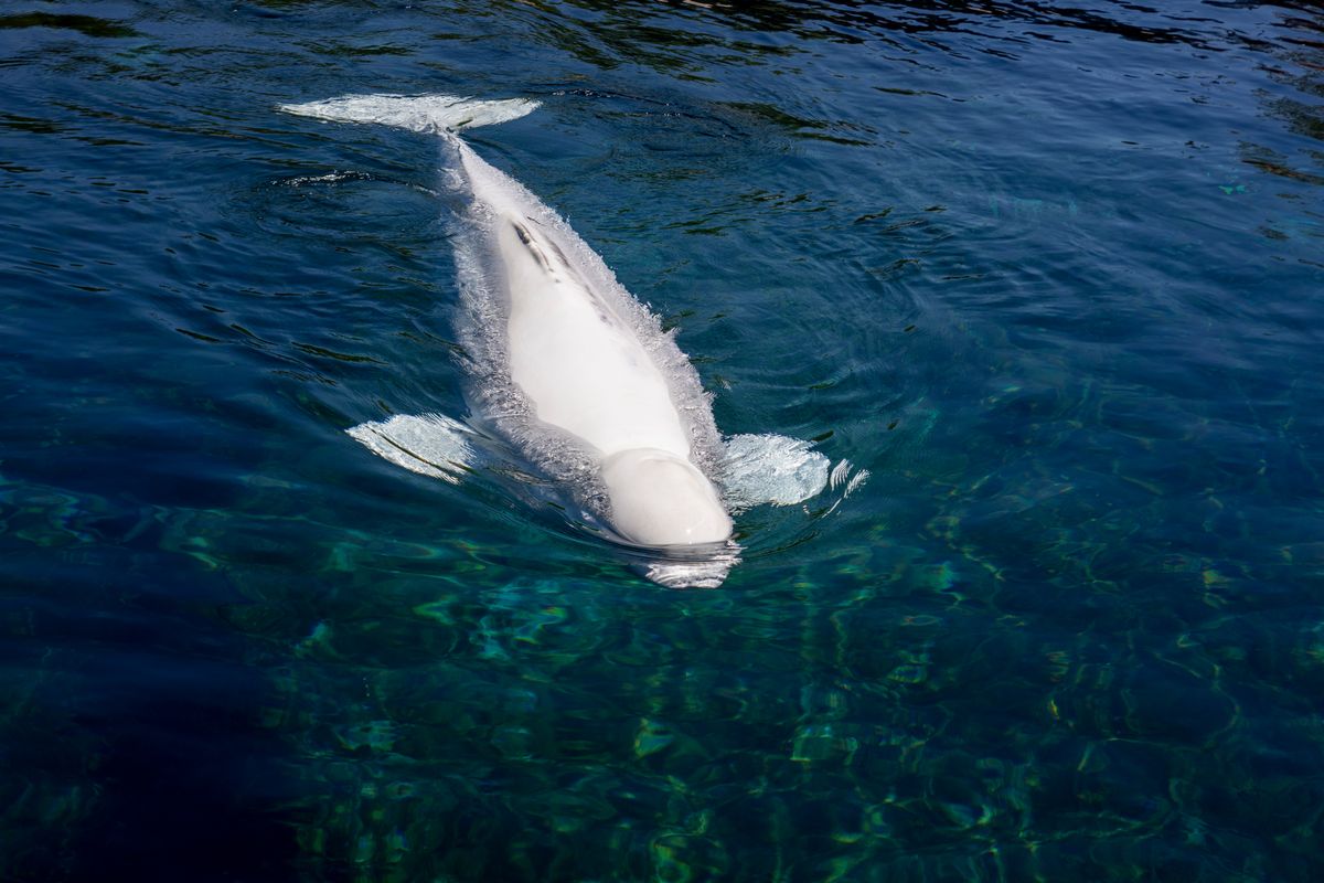 Zeldzame witte dolfijn gespot voor de kust: KNRM en SOS Dolfijn rukken uit
