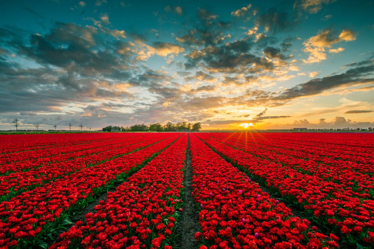 Deze bijzondere bloemenroute door de polder is nu op zijn mooist