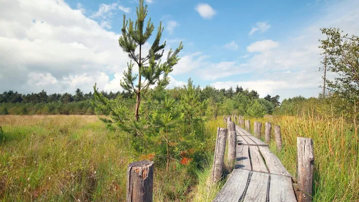 wooden path on marsh in summer sunny day