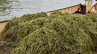 waterplanten maaien