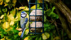 Vogels voeren in de lente