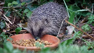 Betaalbare wildcamera