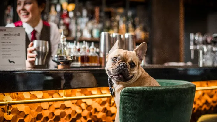 Deze cocktailbar voor honden is nu geopend