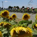 veld met zonnebloemen vakantie