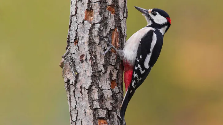 Vogelkennis