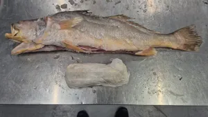 Douane kijkt vreemd op na scan: in deze lading bevroren vis zat ruim 300 kilo wit poeder