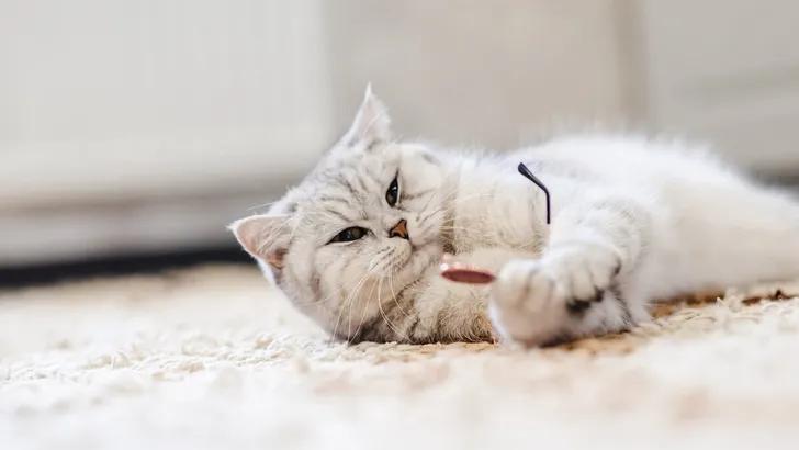 Portrait of White kitten wearing glasses,pet fashion concept.White cat lying on bed.Beautiful light cat of the Scottish breed.