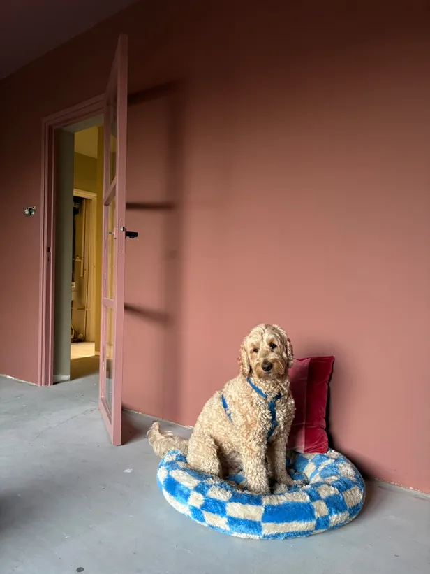 Moos heeft zijn plekje al helemaal gevonden in huis.