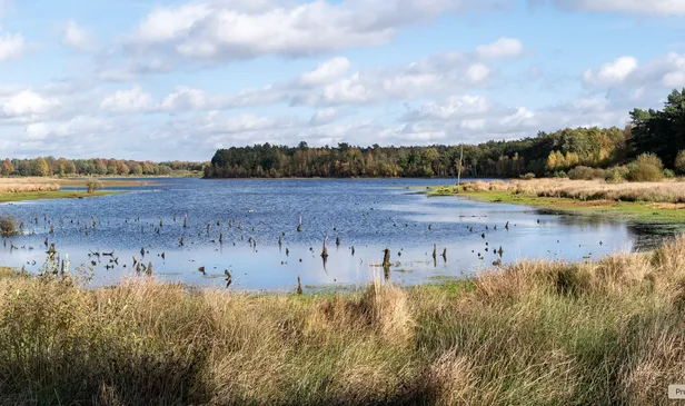 Dwingelderveld