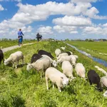 Sheep and cyclists on the dike near Groningen