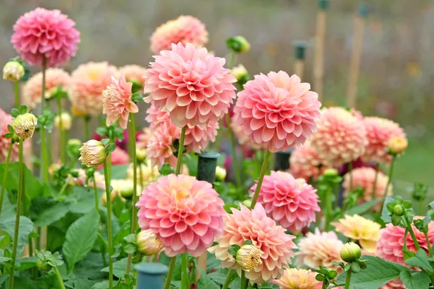 Dahlia's