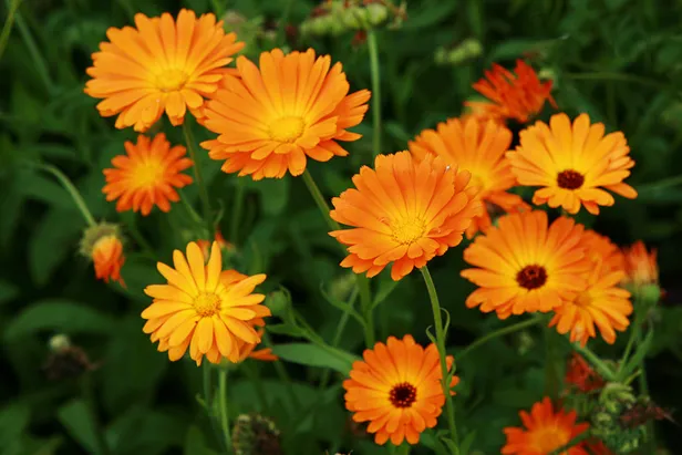 Goudsbloem