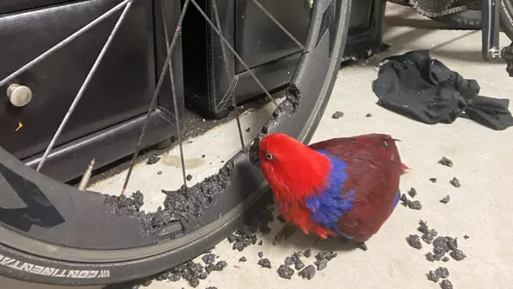 Papegaai eet peperduur wiel op en gaat viraal: 'Het is hilarisch pijnlijk'