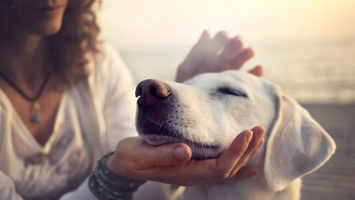Bewezen: dít onthouden honden van wat je doet