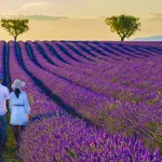 Provence, Lavender field France, Valensole Plateau,