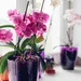 Orchidee