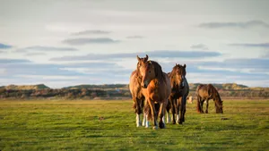 Ameland