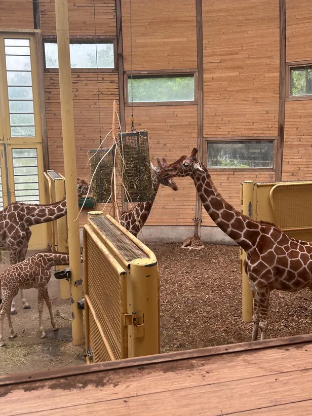 Giraffes in Diergaarde Blijdorp