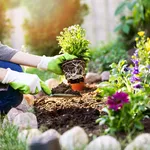 gardener planting flowers in garden bed