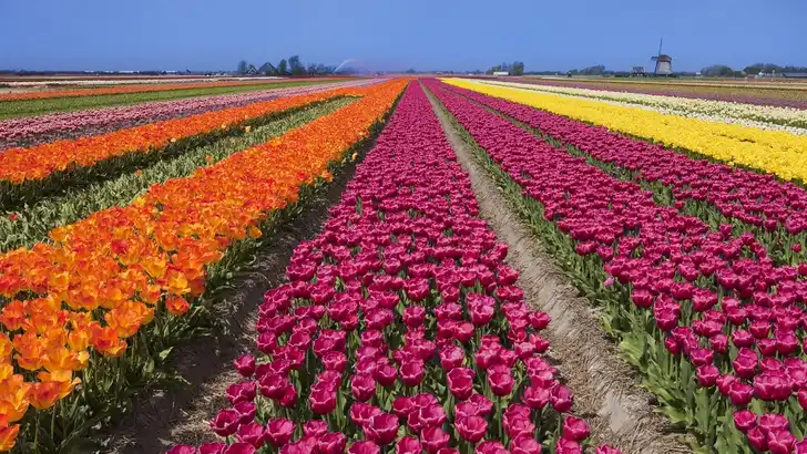 Je bloeit helemaal op in de Bollenstreek!