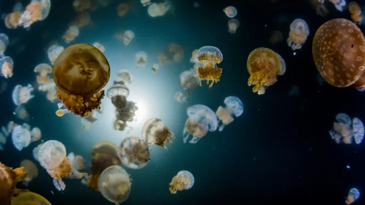 Grote groep kwallen in de oceaan.