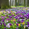 Dit zijn de mooiste krokuswandelingen in Noord-Nederland | Noorderland