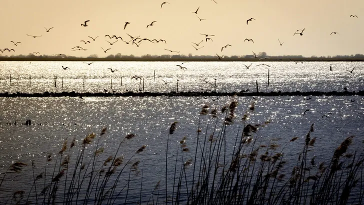 Birds over Lauwersmeer at Golden Hour, Netherlands