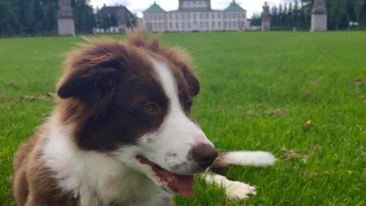 Royal Puppy: Deense Grace groeit als kool