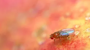 fruit fly, Drosophila Melanogaster fruitvlieg