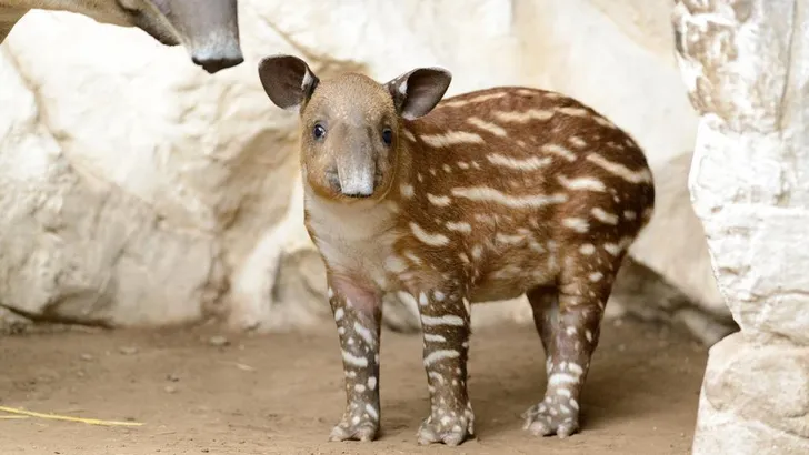 tapirs
