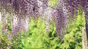 Wisteria