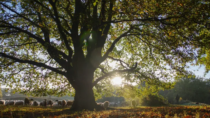 Flock of sheep under oak tree